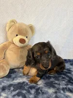 Jasper, a male Miniature Dachshund for sale in Loogootee, IN – Photo 5 of 10