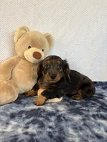 Jasper, a male Miniature Dachshund for sale in Loogootee, IN – Photo 9 of 10