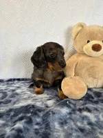 Jasper, a male Miniature Dachshund for sale in Loogootee, IN – Photo 7 of 10