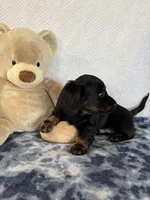 Rocky, a male Miniature Dachshund for sale in Loogootee, IN – Photo 5 of 10