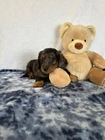 Jasper, a male Miniature Dachshund for sale in Loogootee, IN – Photo 2 of 10