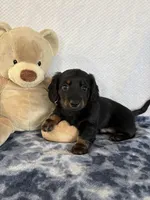 Rocky, a male Miniature Dachshund for sale in Loogootee, IN – Photo 8 of 10