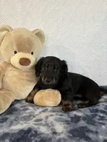 Rocky, a male Miniature Dachshund for sale in Loogootee, IN – Photo 4 of 10