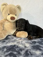 Rocky, a male Miniature Dachshund for sale in Loogootee, IN – Photo 9 of 10
