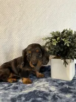 Jasper, a male Miniature Dachshund for sale in Loogootee, IN – Photo 1 of 10