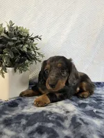 Jasper, a male Miniature Dachshund for sale in Loogootee, IN – Photo 6 of 10