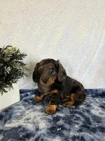 Jasper, a male Miniature Dachshund for sale in Loogootee, IN – Photo 8 of 10