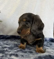 Jasper, a male Miniature Dachshund for sale in Loogootee, IN – Photo 3 of 10