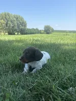 Cooper, a male Miniature Dachshund for sale in Loogootee, IN – 7 of 8