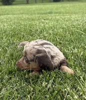 Tessa, a female Miniature Dachshund for sale in Loogootee, IN – 6 of 9