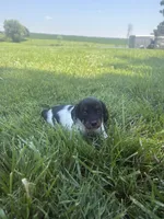 Banjo, a male Miniature Dachshund for sale in Loogootee, IN – 7 of 8