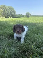 Cooper, a male Miniature Dachshund for sale in Loogootee, IN – 3 of 8