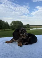 Bella, a female Miniature Dachshund for sale in Loogootee, IN – 4 of 8