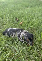 Chloe, a female Miniature Dachshund for sale in Loogootee, IN – 4 of 5