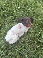 Cooper, a male Miniature Dachshund for sale in Loogootee, IN – 8 of 8
