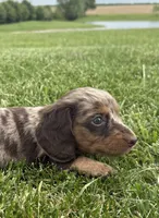 Tessa, a female Miniature Dachshund for sale in Loogootee, IN – 3 of 9