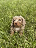Remi, a male Miniature Dachshund for sale in Loogootee, IN – 6 of 8