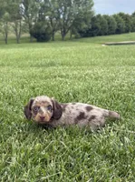 Tessa, a female Miniature Dachshund for sale in Loogootee, IN – 2 of 9