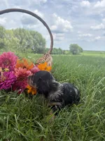 Chloe, a female Miniature Dachshund for sale in Loogootee, IN – 5 of 5