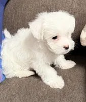 Beau, a male Maltipoo and Maltese for sale in Punta Gorda, FL – 2 of 2