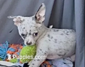 Ollie, a male Chihuahua for sale in Punta Gorda, FL – Photo 3 of 9