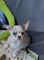 Ollie, a male Chihuahua for sale in Punta Gorda, FL – Photo 4 of 9