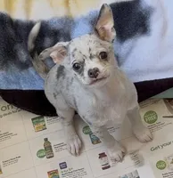 Ollie, a male Chihuahua for sale in Punta Gorda, FL – Photo 5 of 9