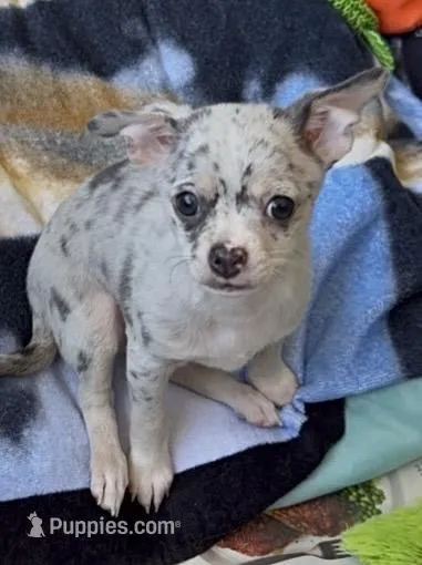 Ollie – Chihuahua puppy for sale in Punta Gorda, FL