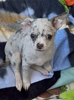 Ollie, a male Chihuahua for sale in Punta Gorda, FL – Photo 1 of 9