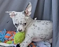 Ollie, a male Chihuahua for sale in Punta Gorda, FL – Photo 9 of 9