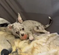 Ollie, a male Chihuahua for sale in Punta Gorda, FL – Photo 2 of 9