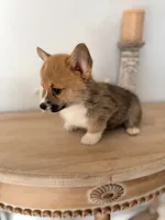 Beau, a male Pembroke Welsh Corgi for sale in Punta Gorda, FL – 3 of 7