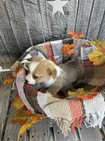 Bailey 1, a female Pembroke Welsh Corgi for sale in Punta Gorda, FL – 4 of 7