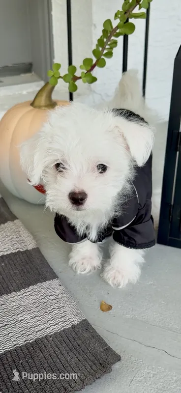 Beau – Maltipoo, Maltese puppy for sale in Punta Gorda, FL