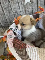 Bailey 2, a female Pembroke Welsh Corgi for sale in Punta Gorda, FL – 2 of 6
