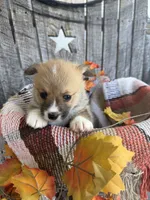 Bo Jr, a male Pembroke Welsh Corgi for sale in Punta Gorda, FL – 3 of 10