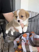 Bailey 4, a female Pembroke Welsh Corgi for sale in Punta Gorda, FL – 2 of 6