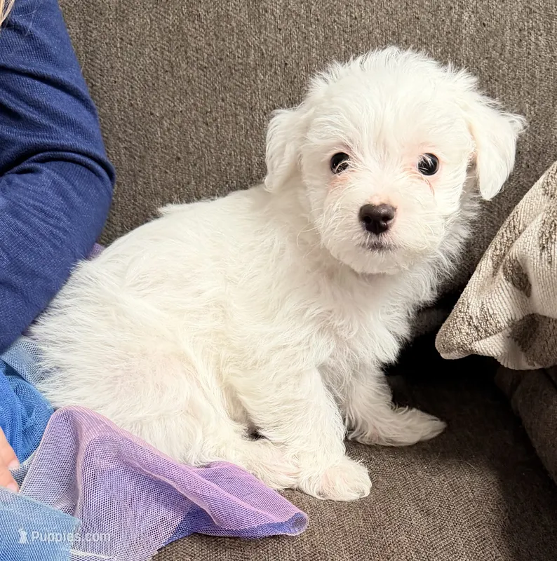 Beau – Maltipoo, Maltese puppy for sale in Punta Gorda, FL