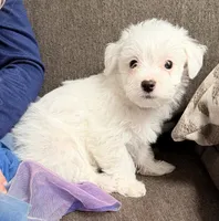 Beau, a male Maltipoo and Maltese for sale in Punta Gorda, FL – 1 of 2