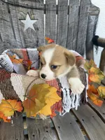 Bailey 1, a female Pembroke Welsh Corgi for sale in Punta Gorda, FL – 3 of 7
