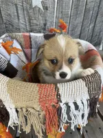 Bailey 2, a female Pembroke Welsh Corgi for sale in Punta Gorda, FL – 4 of 6