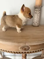Brynlee , a female Pembroke Welsh Corgi for sale in Punta Gorda, FL – 3 of 3