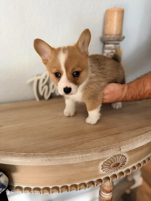 Bristol – Pembroke Welsh Corgi puppy for sale in Punta Gorda, FL