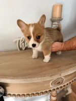 Bristol, a female Pembroke Welsh Corgi for sale in Punta Gorda, FL – 1 of 3