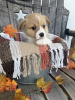 Bailey 5, a female Pembroke Welsh Corgi for sale in Punta Gorda, FL – 5 of 7