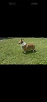 Bo Jr, a male Pembroke Welsh Corgi for sale in Punta Gorda, FL – 7 of 10
