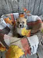 Bo Jr, a male Pembroke Welsh Corgi for sale in Punta Gorda, FL – 6 of 10