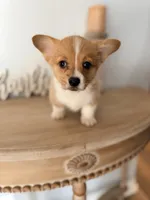 Brynlee , a female Pembroke Welsh Corgi for sale in Punta Gorda, FL – 2 of 3