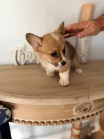Blakely, a female Pembroke Welsh Corgi for sale in Punta Gorda, FL – 3 of 3