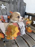 Bailey 1, a female Pembroke Welsh Corgi for sale in Punta Gorda, FL – 7 of 7